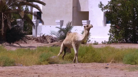 Camel for a walk Stock Footage 1807254