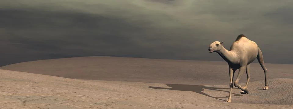 Camel walking - 3D render Stock Illustration