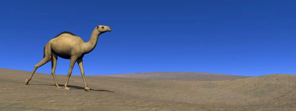 Camel walking - 3D render Stock Illustration