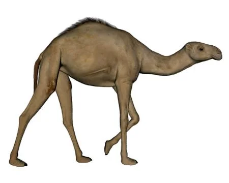 Camel walking- 3D render Stock Illustration