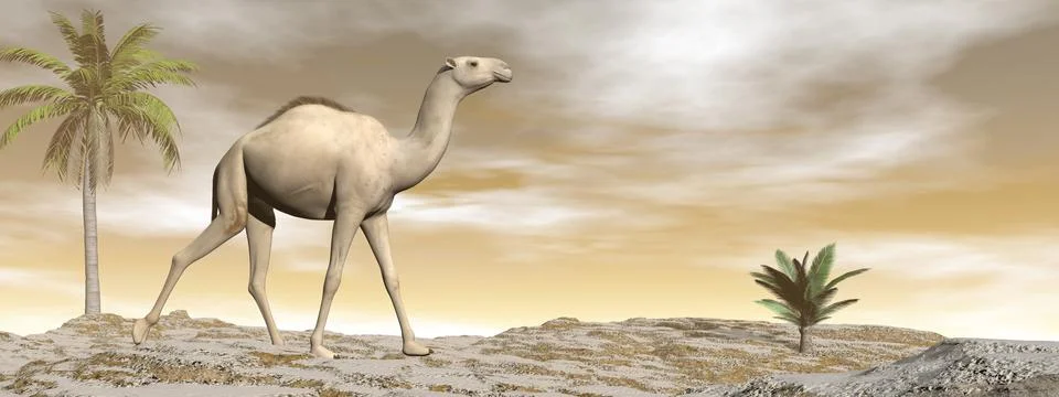 Camel walking - 3D render Stock Illustration