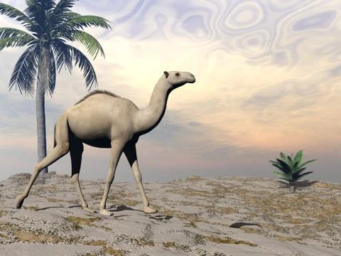 Camel walking - 3D render Stock Illustration
