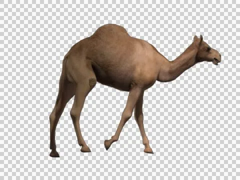 CAMEL WALKING ALONE Stock Footage 46129540