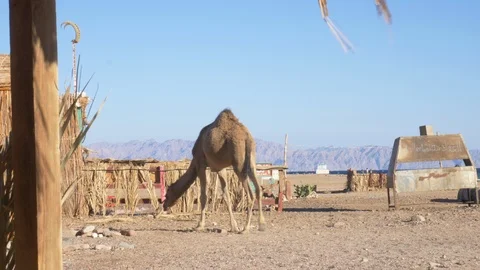 Camel walking alone with the mountains and the sea in the background Stock Footage