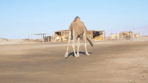 Camel walking alone through a bedouin village Stock Footage 97507753