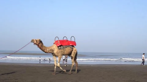 Camel Walking Along Sandy Beach Near Ocean Vidéo 336048050