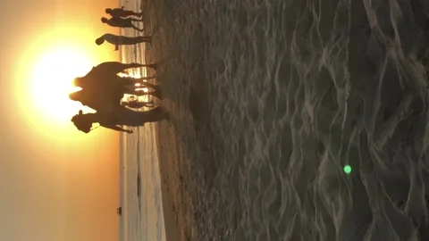 Camel walking along seaside on the sand at sunset Stock Footage 110796948