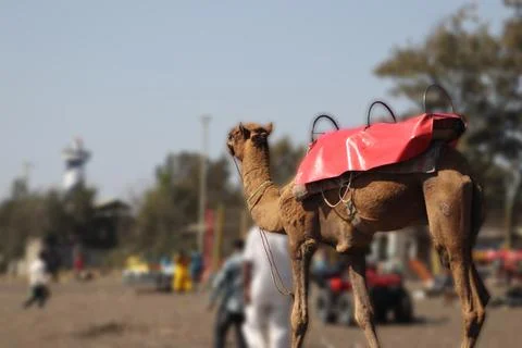Camel walking on the beach Stock Photos