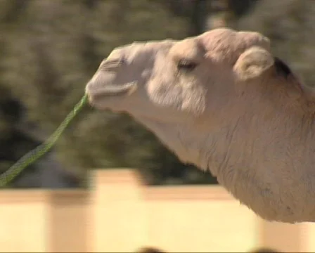 Camel walking close up Stock-Footage 612572
