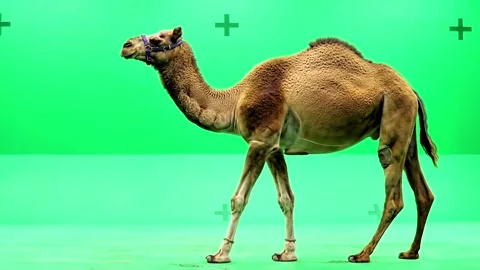 Camel walking continuously of the middle point in pure clean green screen ch Stock Footage 318390815