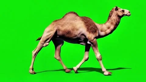 Camel walking continuously of the middle point in pure clean green screen ch Stock Footage 318390816