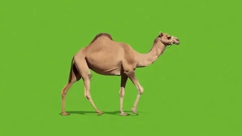 Camel walking continuously still on the middle point in clean green chromake Stock Footage 320613391