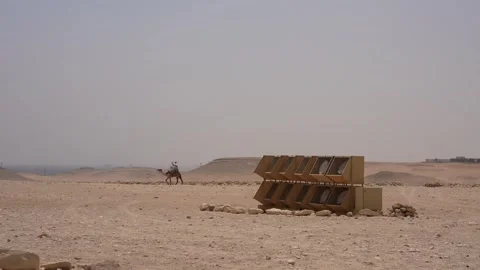 Camel walking in the desert, Egypt, Cairo Stock Footage 295960534