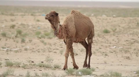 Camel walking in the desert Stock-Footage 62063696
