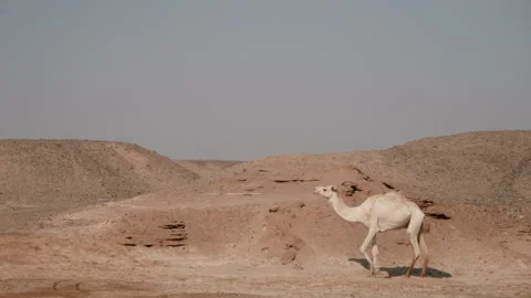 Camel walking in desert Stock Footage 240412691