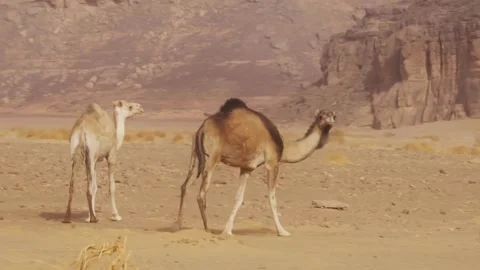 Camel walking in desert Stock Footage 281168465