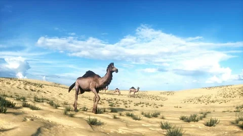 Camel walking in desert. Realistic 4k animation. Vídeos de archivo 267852632