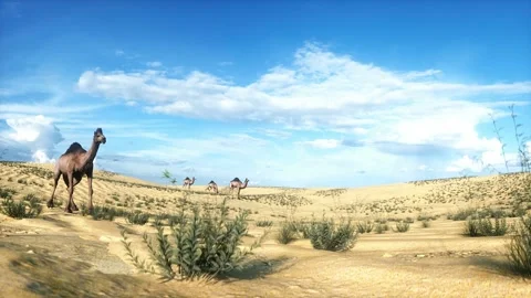 Camel walking in desert. Realistic 4k animation. Stock Footage 267852953