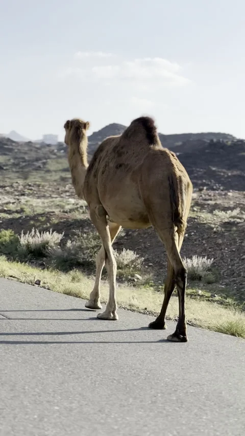 Camel Walking on Desert Road in Mountain Landscape - Peaceful Nature Scene Vídeo Stock 320819145