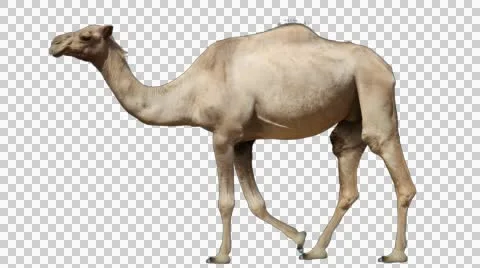 Camel walking. Dromedary one-humped Somali arabian camel isolated. Video stock 48037023