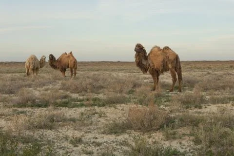 Camel walking on the dry steppe in Central Asia. Kazakhstan Stock Photos