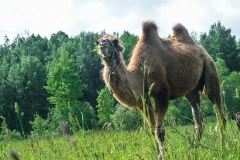 Camel walking in the field Stock Photos