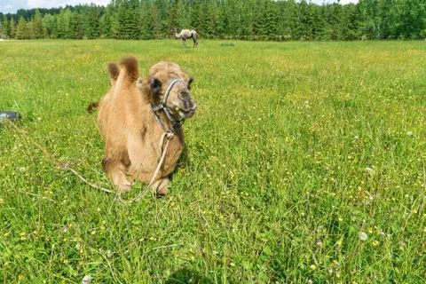 Camel walking in the field Stock Photos