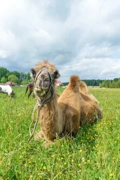 Camel walking in the field Foto stock