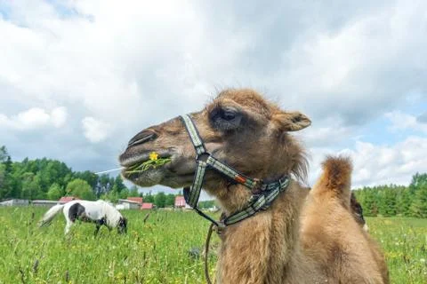 Camel walking in the field Stock Photos