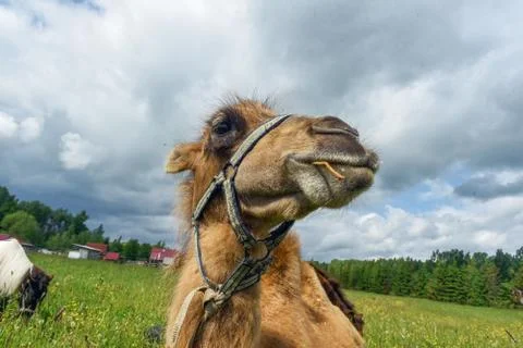 Camel walking in the field Stock Photos