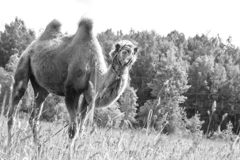 Camel walking in the field Stock Photos