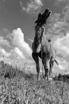 Camel walking in the field Stock Photos