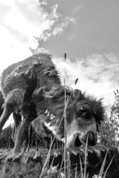 Camel walking in the field Stock Photos