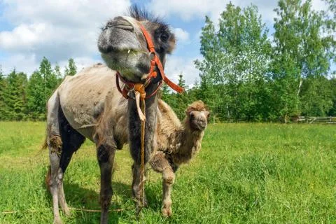Camel walking in the field Stock Photos