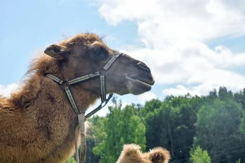 Camel walking in the field Stock Photos