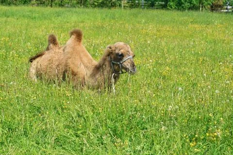 Camel walking in the field Stock Photos