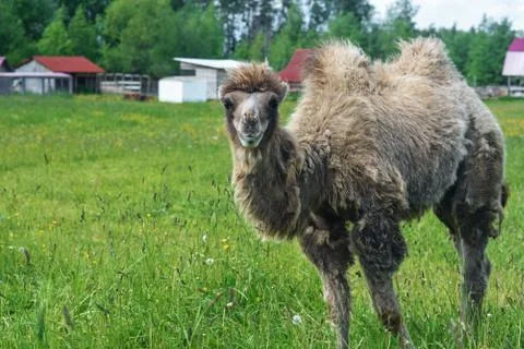 Camel walking in the field Foto stock