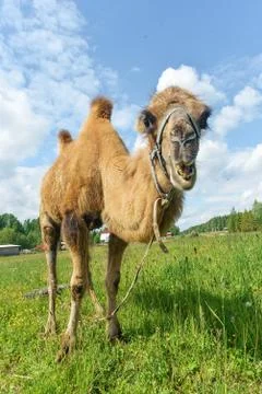 Camel walking in the field Stock Photos