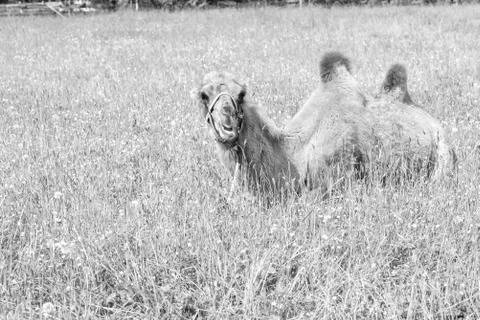 Camel walking in the field Stock Photos