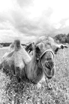Camel walking in the field Stock Photos