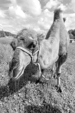Camel walking in the field Stock Photos