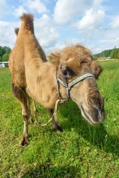 Camel walking in the field Stock Photos
