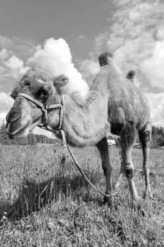 Camel walking in the field Stock Photos