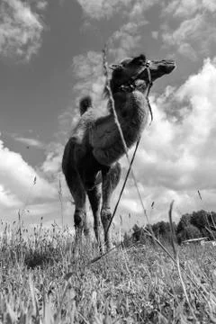 Camel walking in the field Stock Photos