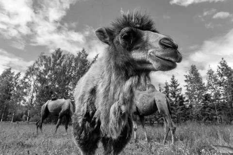 Camel walking in the field Stock Photos