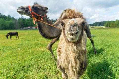 Camel walking in the field Stock Photos