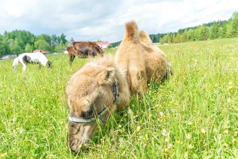 Camel walking in the field Stock Photos