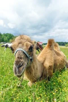 Camel walking in the field Stock Photos