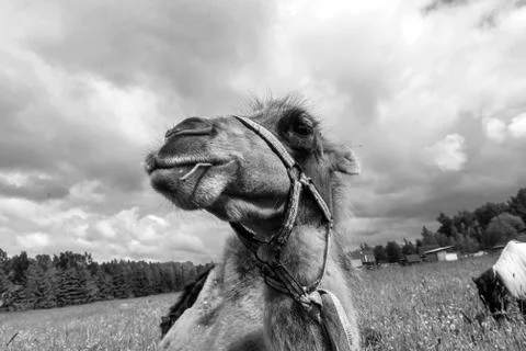 Camel walking in the field Stock Photos