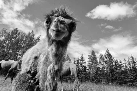 Camel walking in the field Stock Photos